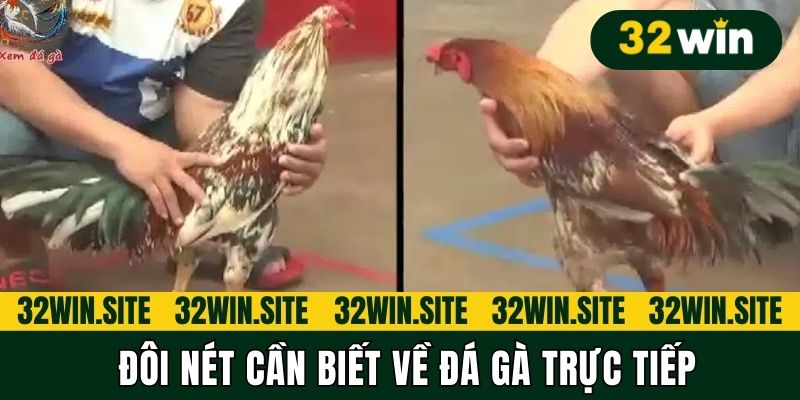 Đôi nét cần biết về đá gà trực tiếp