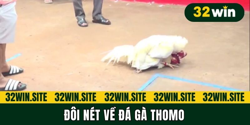 Đôi nét về đá gà Thomo