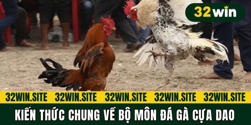 Kiến thức chung về bộ môn Đá gà cựa dao