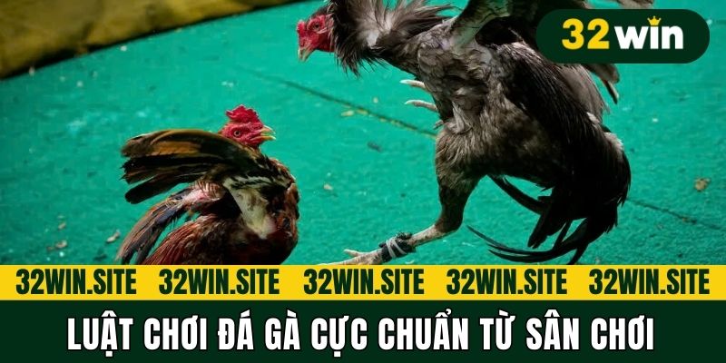 Luật chơi đá gà cực chuẩn từ sân chơi